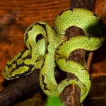 Green snake. 