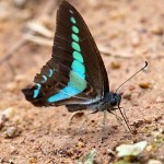 Swallowtail, common bluebottle.