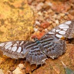 Clipper butterfly (Parthenos Sylvia cyaneus). 
