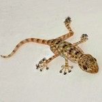 Gecko, le porte bonheur. ?מי מכיר את השממית שבקיר